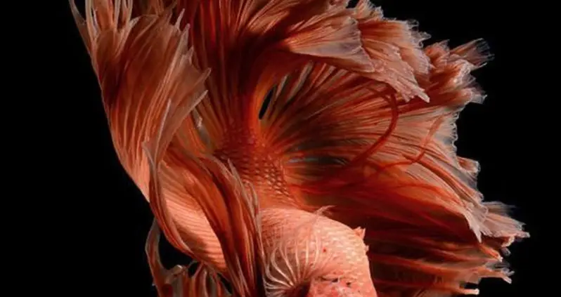 This Betta Fish Photography Is Anything But Basic