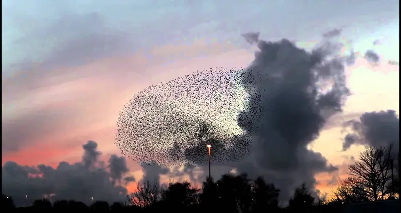 How Starling Murmuration Research Could Save A Species