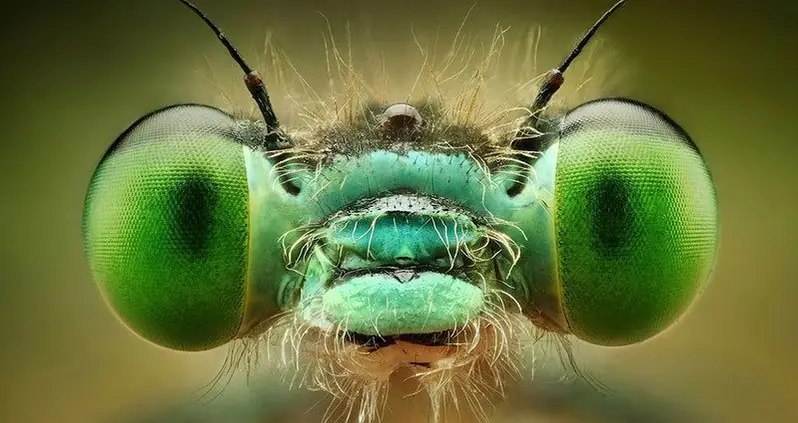 50 Incredible Examples Of Macro Photography In Action