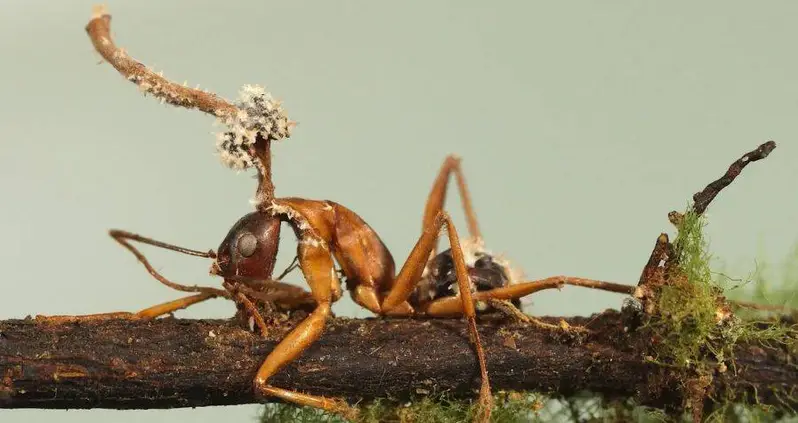 What Is Cordyceps? 23 Disturbing Photos Of The ‘Zombie Fungus’ And Its Hapless Insect Victims