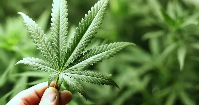 Can Marijuana Cure Epilepsy?