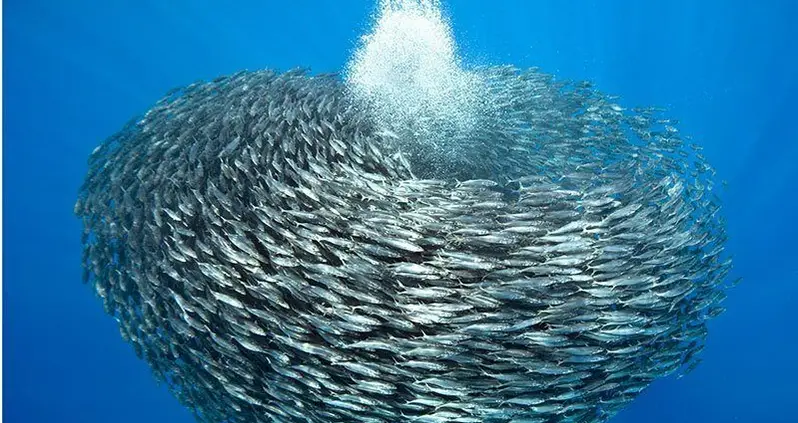 27 Incredible Underwater Pictures of Schooling Fish