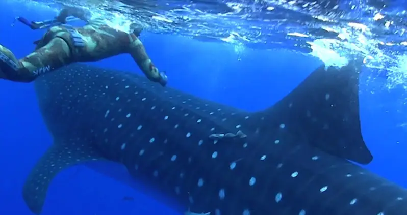 Whale Sharks, One Of Nature’s Gentlest And Most Majestic Creatures