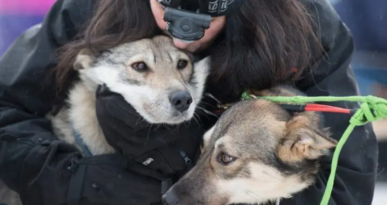 Alaska Warmed Over: Race Dogs Move North In Search Of Snow