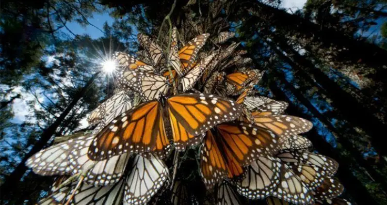 What’s Happening To Monarch Butterfly Migration?