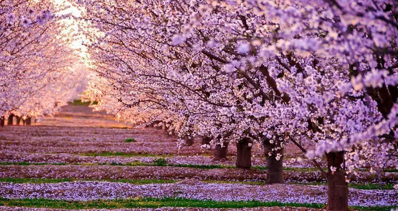 29 Swoon-Worthy Pictures Of Japanese Cherry Blossoms