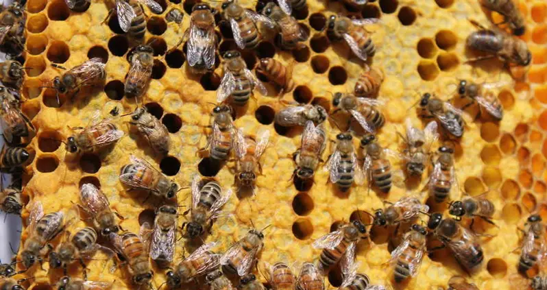 Everything You Could Ever Want To Know About The Secret Life Of Bees