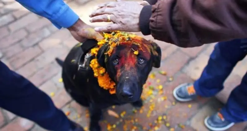 In Nepal, Every Dog Has Its Day. Literally.