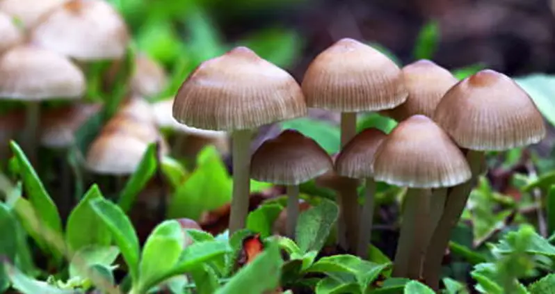 Mushroom-Powered Batteries And Plastic-Eating Worms May Help Solve Our Waste Problem