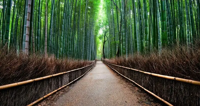 Inside Kyoto, The City Of 10,000 Shrines