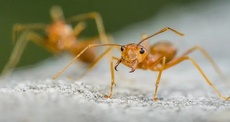 Ants Are The World’s True Conquerors. Here’s Why.