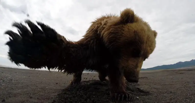 The 25 Best GoPro Videos Of All Time