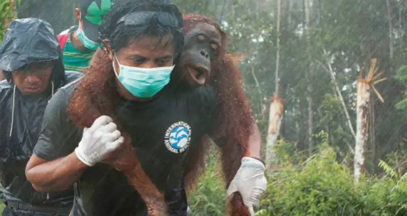 Photo Of The Day: An Animal Rescue Activist Saves An Orangutan From Deforestation In Indonesia