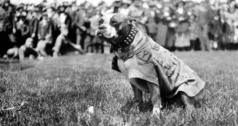 Meet Sergeant Stubby, The Canine Hero Of World War I