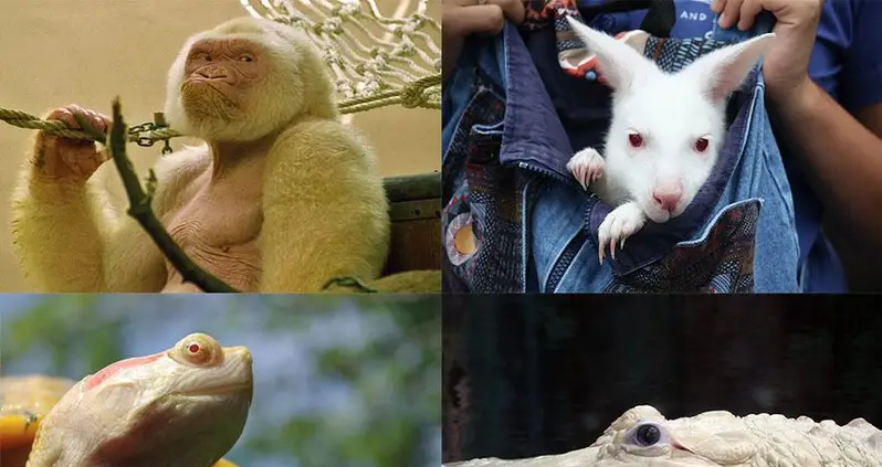 Cute But Challenged: The Difficult Life Of Albino Animals