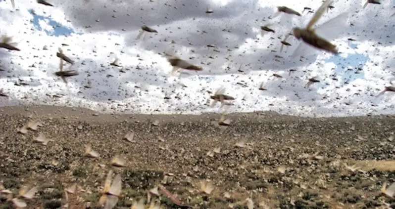 Argentina Is Preparing For The Worst Locust Swarm In 60 Years