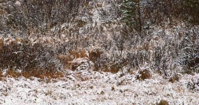 24 Mesmerizing Examples Of Animal Camouflage In The Wild