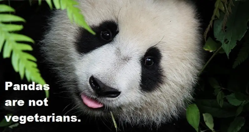 33 Panda Facts Guaranteed To Surprise And Delight You