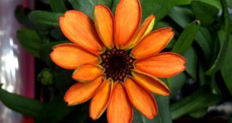 The First Flower Grown In Space Is Another Landmark In Space Exploration