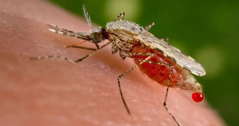 What You Need To Know About The Zika Virus