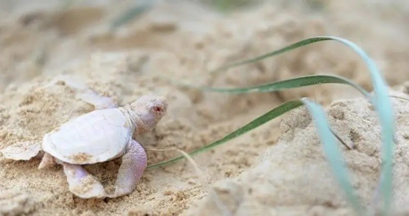Photo Of The Day: Alby The Baby Albino Sea Turtle Is The Rarest Animal You Will Ever See
