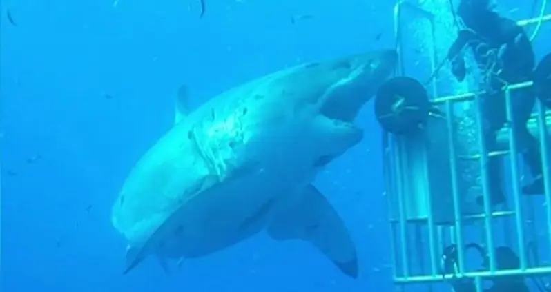 Video Of The Day: New Footage Of The Biggest Great White Shark Ever Filmed