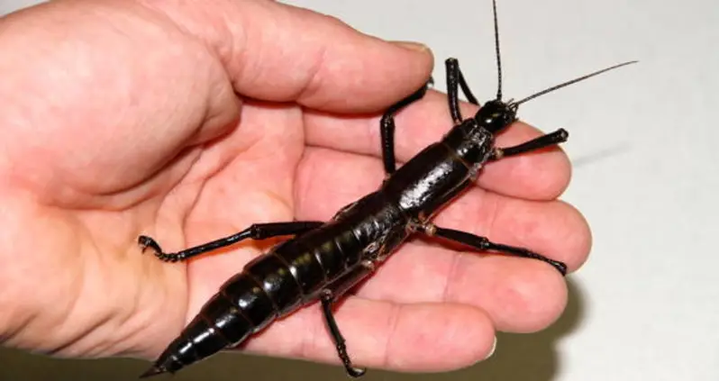 See The Giant Tree Lobster And Hear Its Incredible Story