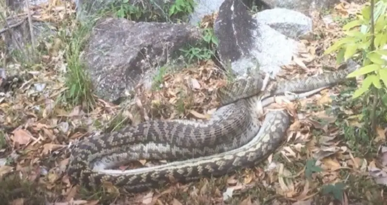 Video Of The Day: Watch A 17-Foot Python Swallow An Entire Kangaroo Whole