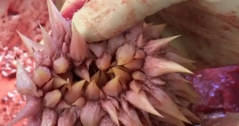 Inside A Surprisingly Terrifying Sea Turtle Mouth