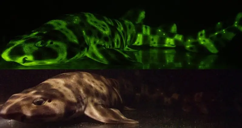 Photo of the Day: Incredible Glow-in-the-Dark Shark Captured by New Camera