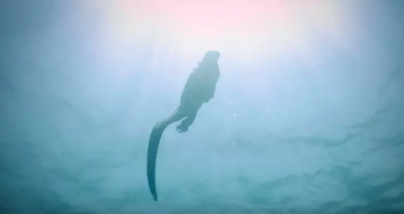 Watch The World’s Only Swimming Lizard In Action