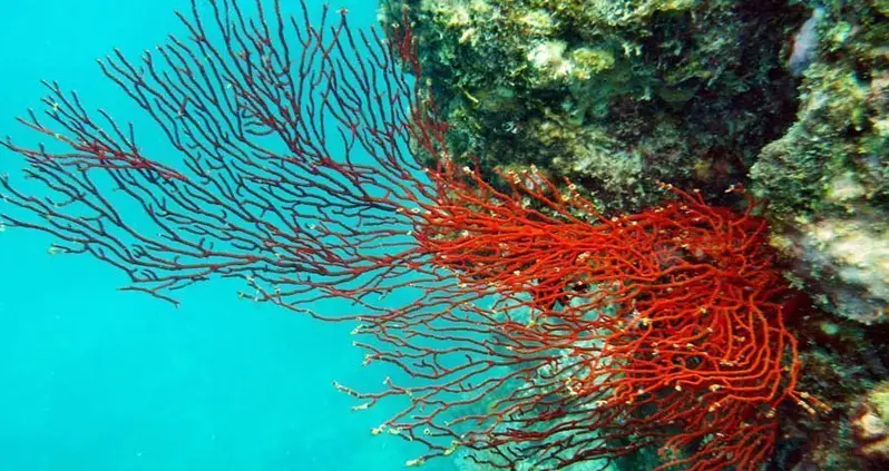 The Great Barrier Reef Could Be Global Warming’s Latest Victim Because Of Coral Bleaching