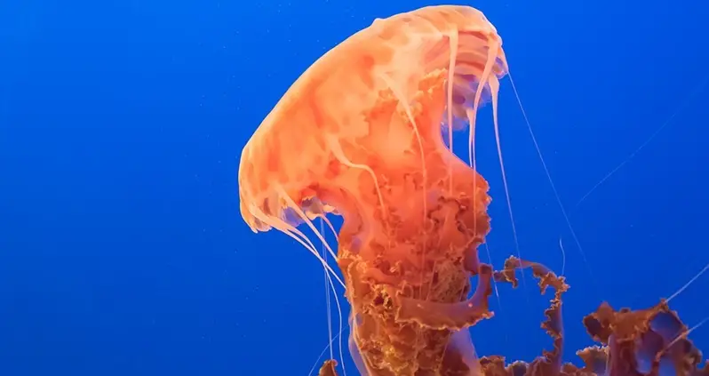 35 Truly Mesmerizing Jellyfish Photos And Facts