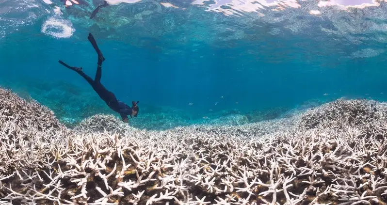 Then And Now: Coral Reefs On The Verge Of Death