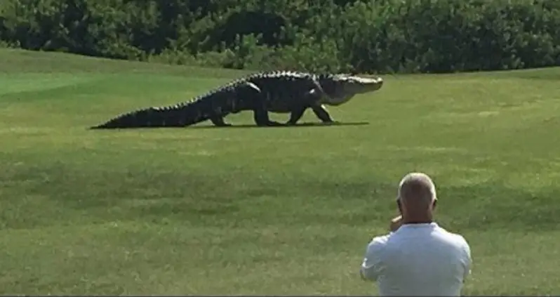Massive Alligator Takes Leisurely Stroll Through Golf Course