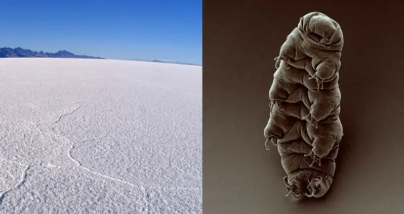 Three Strange Places And Creatures On Earth That Could Prove The Existence Of Alien Life