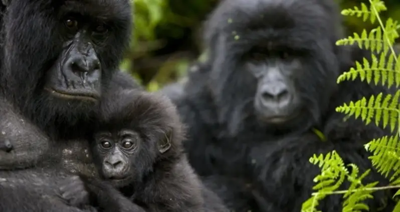 Gorillas In The Crossfire At Africa’s Oldest National Park