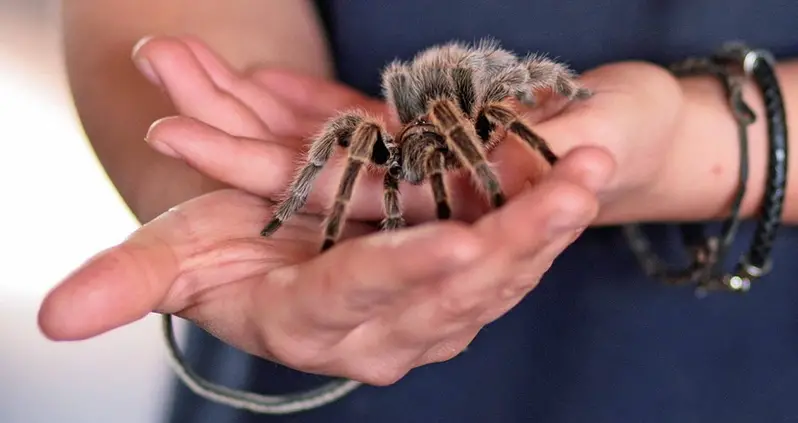 5 Disarming Spider Facts That Prove How Much We Need Them