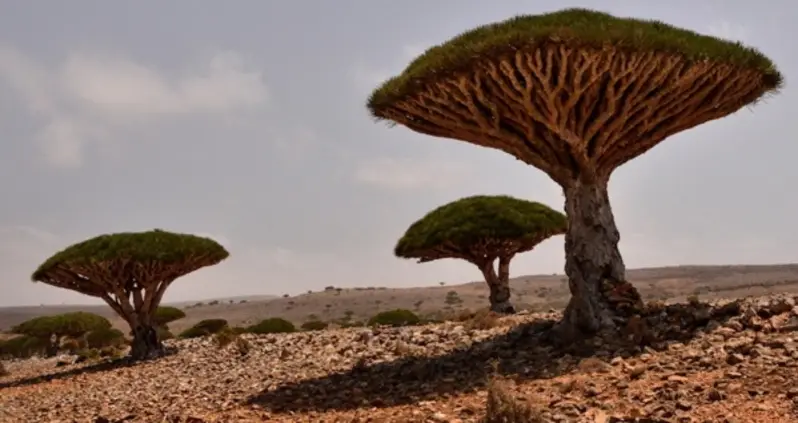 41 Photos That Reveal The Otherworldly Beauty Of Socotra