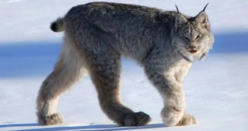 Explore The North Pole With These 21 Fascinating Arctic Animals