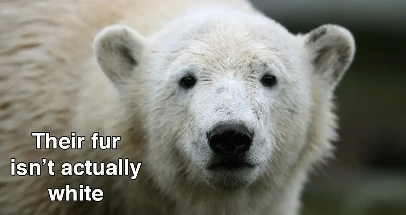 21 Strange But True Polar Bear Facts