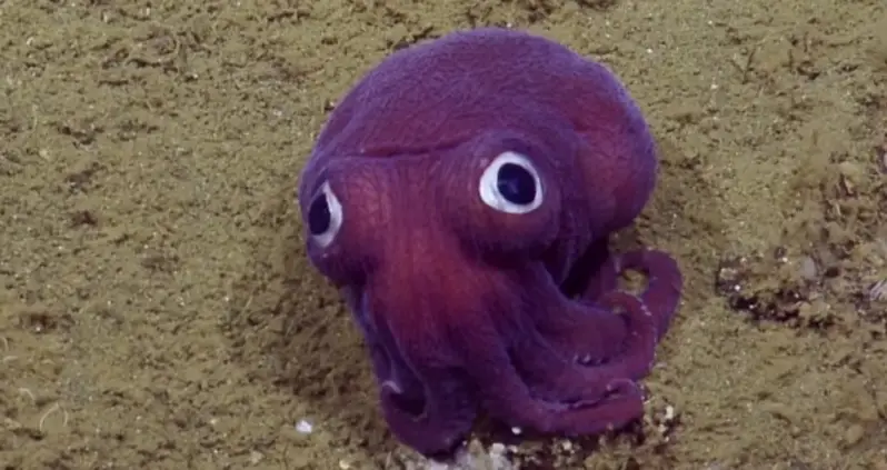 Researchers Film Stubby Squid Off California Coast