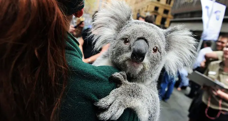 Koala Conservation Efforts Intensify As Species Rapidly Declines