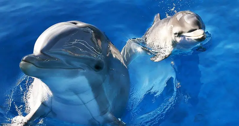 Dolphins Have Conversations Like Humans Do, New Study Says