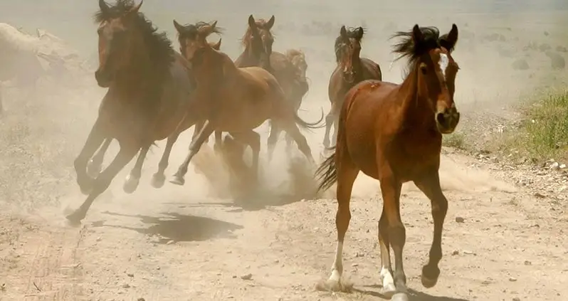 45,000 Wild Horses To Be Killed By U.S. Government To Save Money, Grazing Pasture