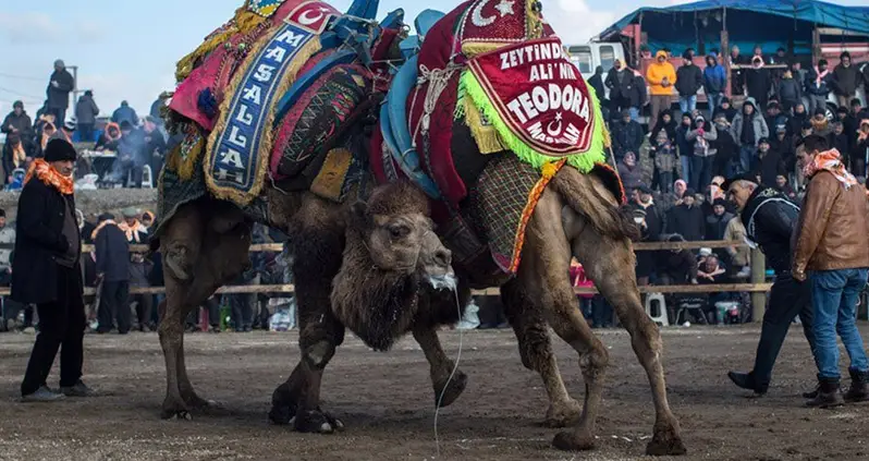 17 Bizarre Scenes From Turkey’s Camel Wrestling Festivals