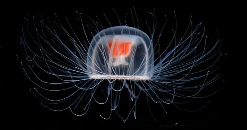 What The Immortal Jellyfish Means For Humankind
