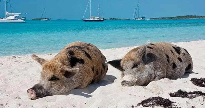 Inside Pig Beach, The Uninhabited Island In The Bahamas Ruled By Swimming Swine