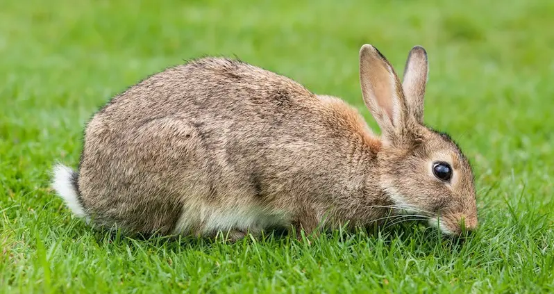 How Bunny Rabbits Took Over Australia — And What The Government Is Doing About It