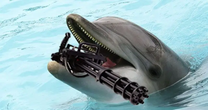 The Bizarre But True Story Of Military Dolphins